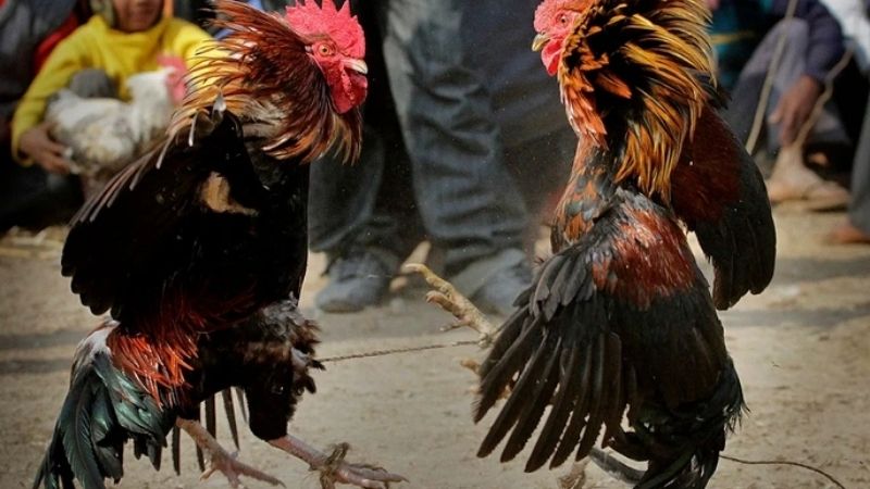 Đá Gà Trực Tiếp Thomo 24/7 – Trải Nghiệm Không Gián Đoạn