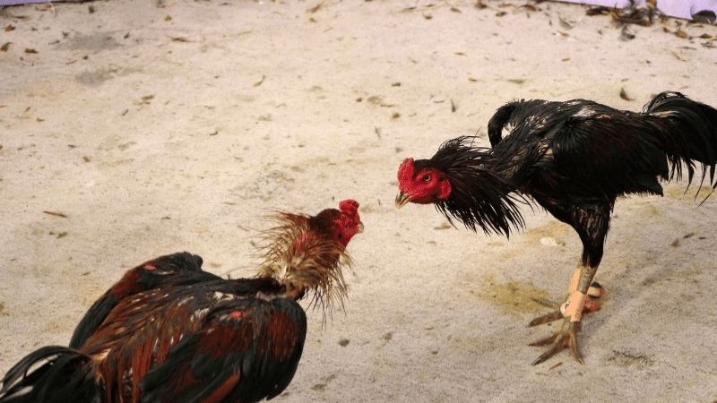 Giới thiệu trường gà Savan và vị trí hoạt động