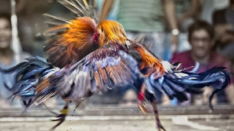 Trường Gà Savan – Điểm Hẹn Lý Tưởng Cho Dân Chọi Gà